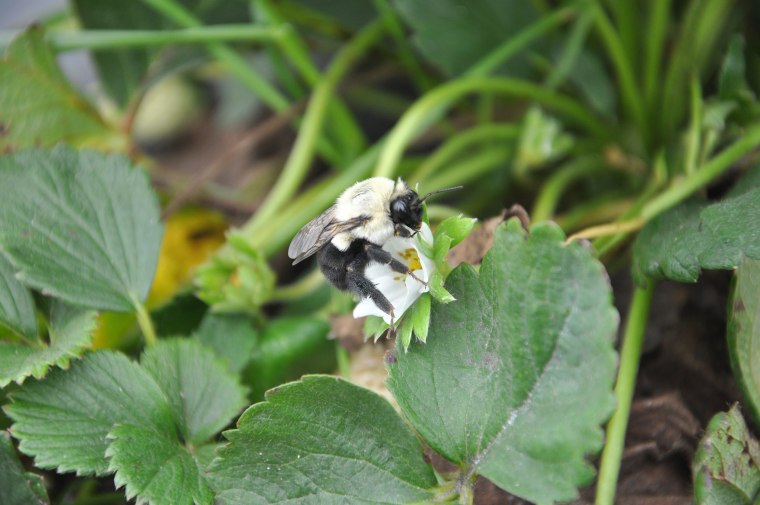 Image: Bumble bee pollination