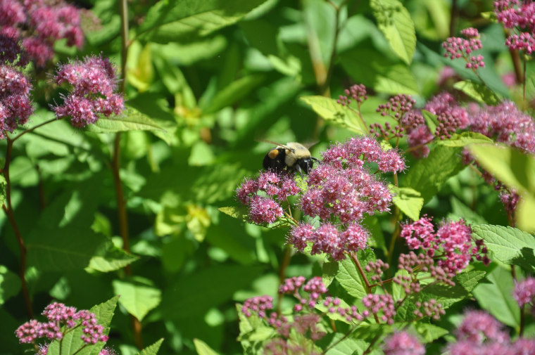 Image; Bumble Bee Pollination