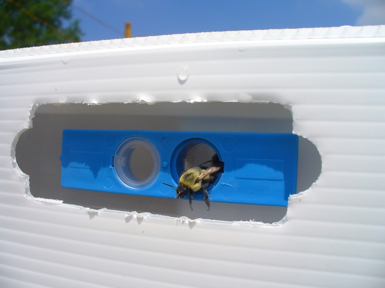 Image: Bumble Bee trial hive
