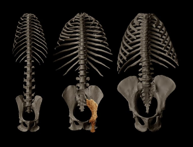 A Rudapithecus pelvis fossil, center, overlain on a skeleton of a siamang, compared with a macaque on the left and orangutan on the right.