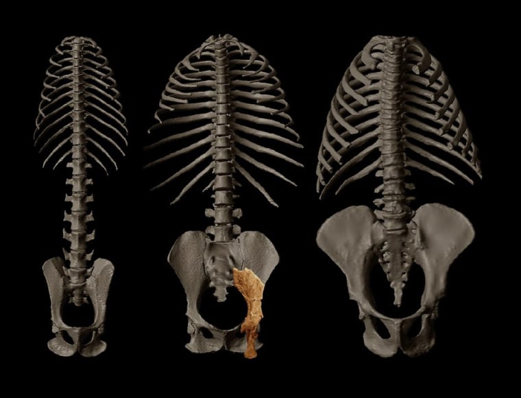 What Pelvis Shape Can Teach Us About Human Evolution - Science in