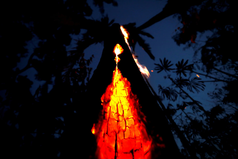 Image: A burning tree in an area of the Amazon rainforest in Itapua do Oeste, Rondonia State, Brazil