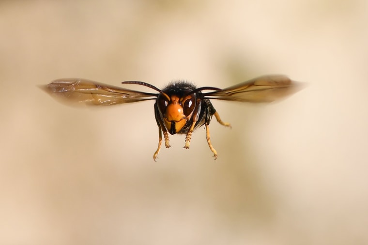 Image: TOPSHOT-FRANCE-NATURE-INSECT-FEATURE