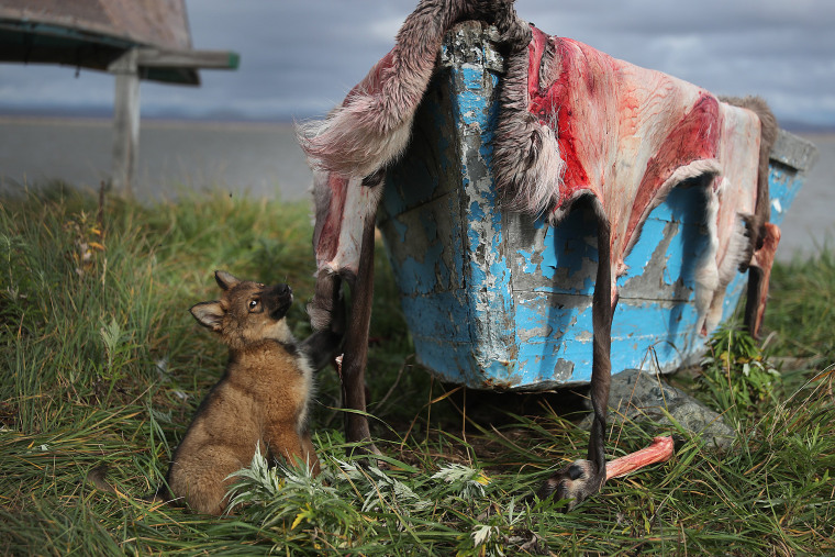 Image: Rising Sea Levels Threaten Remote Alaskan Village Of Kivalina