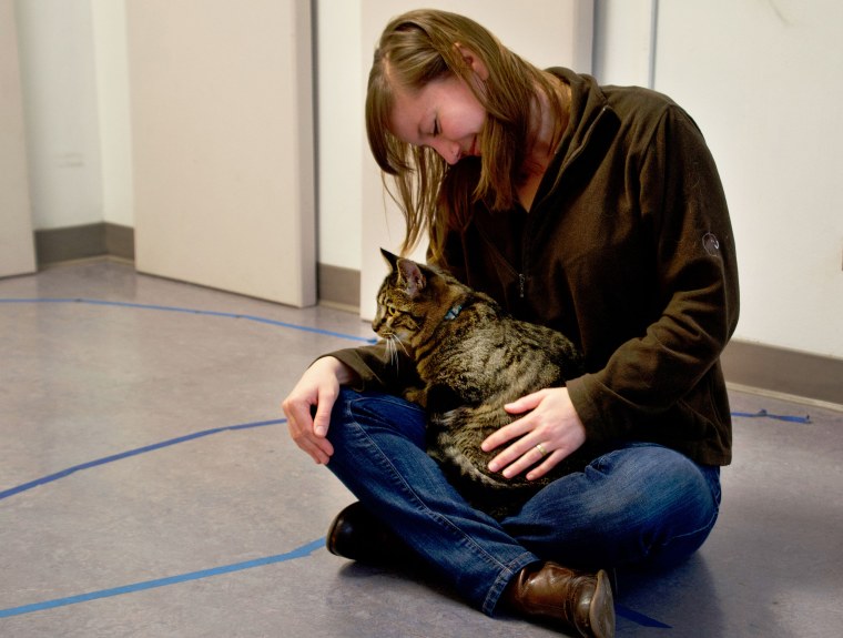 A cat displays insecure attachment behavior by sitting in researcher Kristyn Vitale's lap in the Human-Animal Interaction Lab at Oregon State University.