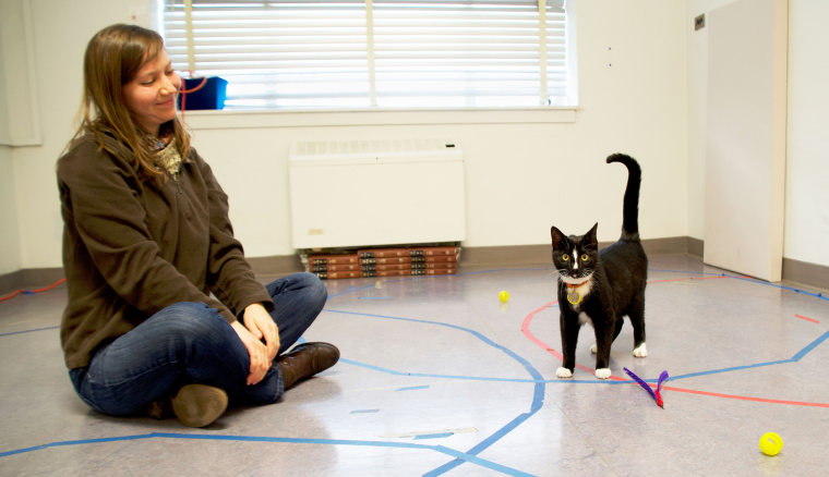 A cat displays secure attachment behavior with researcher Kristyn Vitale in the Human-Animal Interaction Lab at Oregon State University.