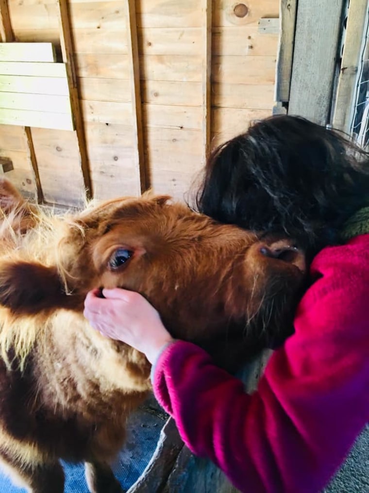 Cow cuddling, a new wellness trend, eases depression and anxiety symptoms