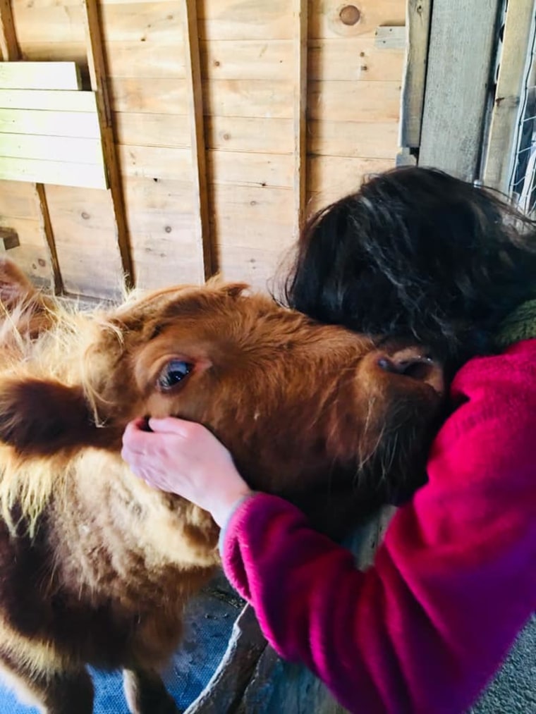 Cow cuddling lets people snuggle with bovines.