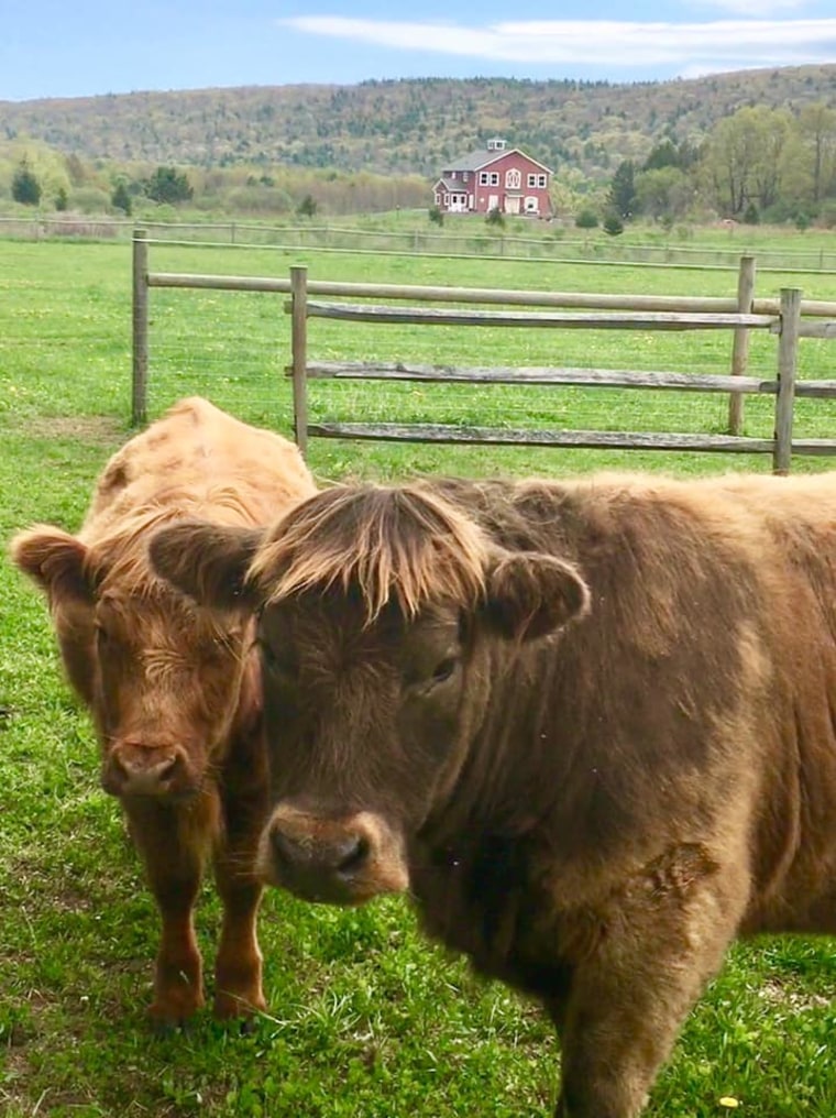 Cow cuddling lets people snuggle with bovines.
