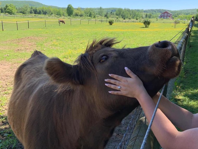 Cow cuddling lets people snuggle with bovines.