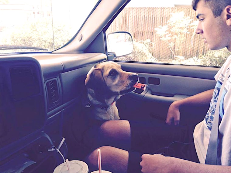 While in the car, Whitley the dog alerted Clay Ronk that he needed to check his blood sugar right away.
