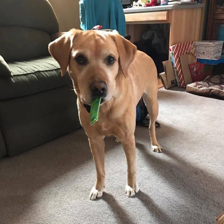 Diabetic-alert dogs use a strip called a brinsel to let people know they need to check their blood-sugar levels.