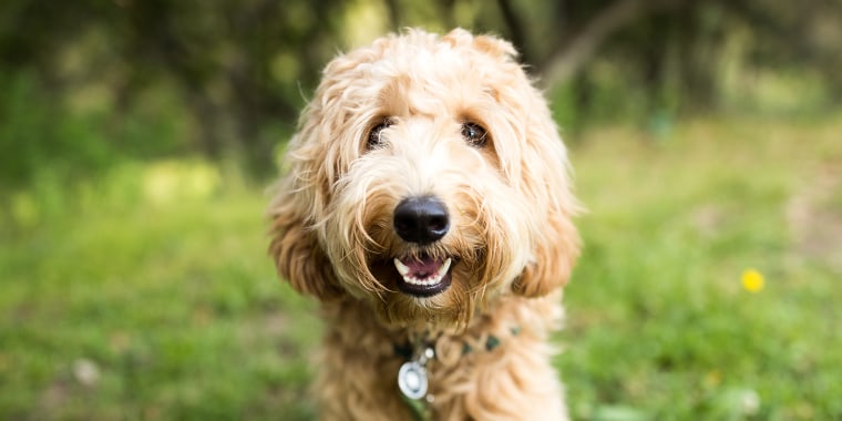 Happy Labradoodle Dog Outdoors