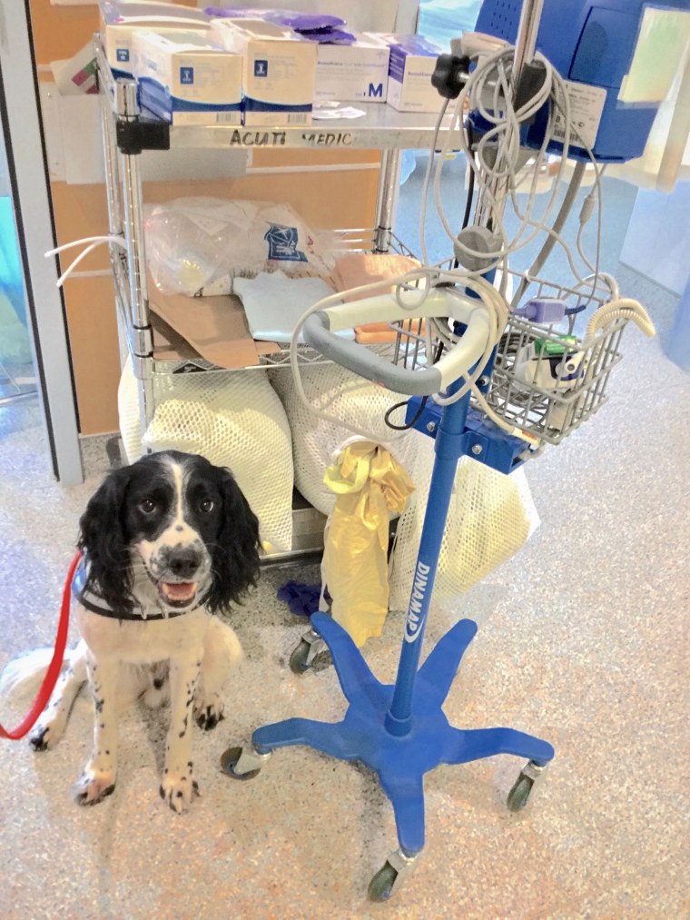 Angus, an English springer spaniel, sniffs out C. diff in a hospital.