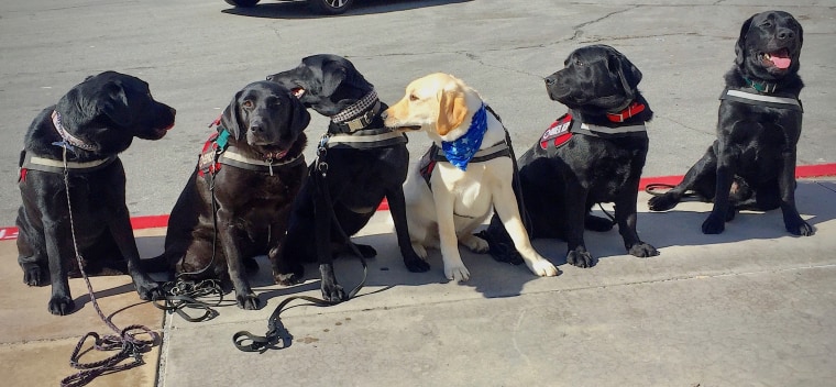 A line of Labrador retrievers trained as diabetic-detection dogs