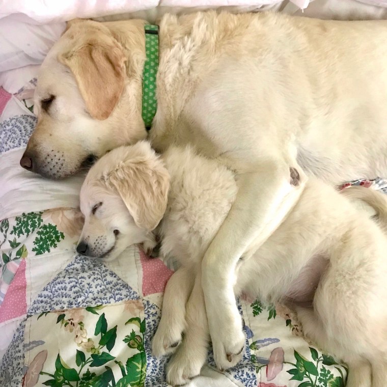 A service dogs cuddles a puppy in training.