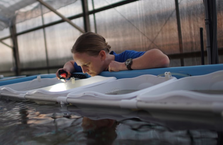 Lead researcher Keri O'Neill checks on corals in the aquarium.