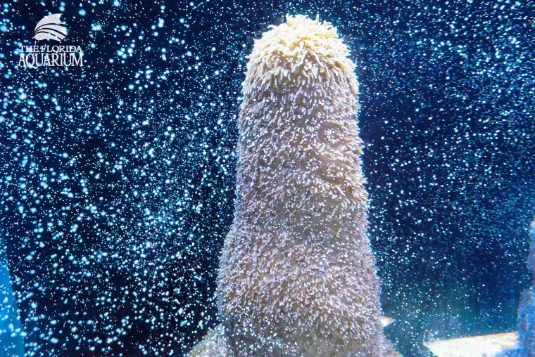 Pillar coral spawning at The Florida Aquarium