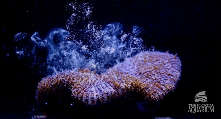 Coral release their sperm and eggs into the water in a spawning event.