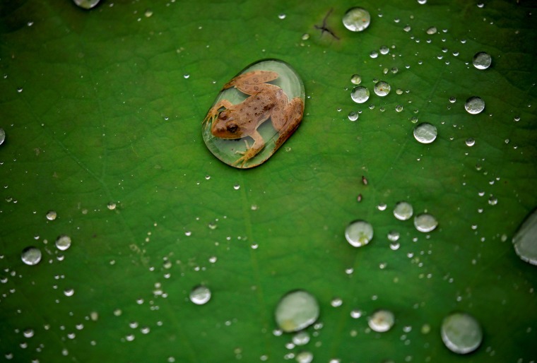 Image: A frog is pictured on the leaf of a lotus after the rain at a pond in Lalitpur