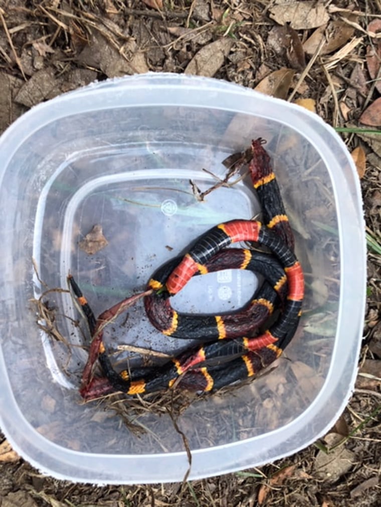 The family found the remains of a coral snake under Zeus after he laid down on it to protect one of the boys. 
