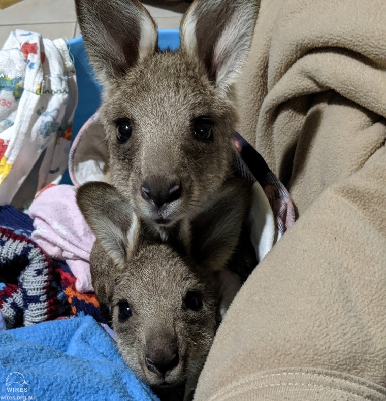 Rescued joeys