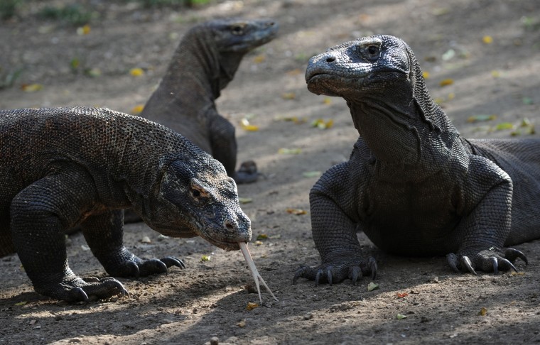 Image: Komodo dragons on Rinca island, a part of the protected area of Komodo National Park
