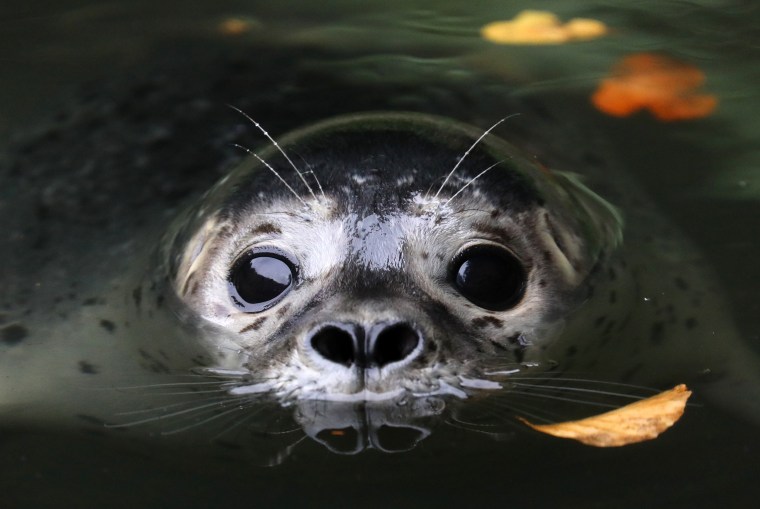 Image: *** BESTPIX *** TOPSHOT-GERMANY-ANIMALS-ZOO-SEAL
