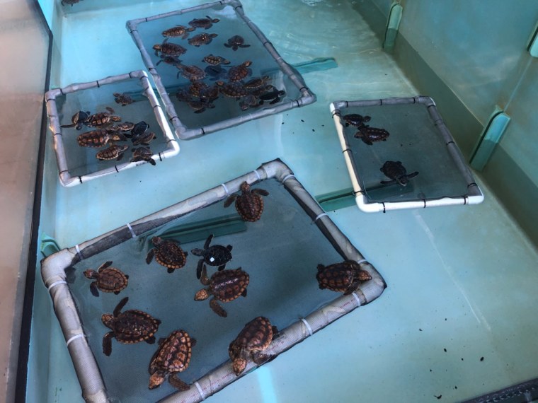 The team at Gumbo Limbo Nature Center's Sea Turtle Rehabilitation Facility is working to save baby turtles recently washed back to shore.