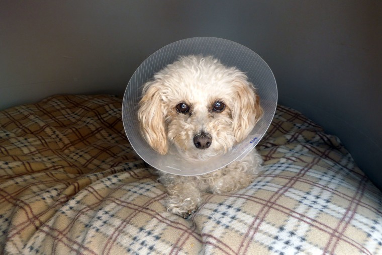 A miniature poodle wears a protective cone after surgery.