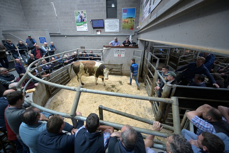 Image: Farmers bid for livestock at the auction in Markethill, Northern Ireland.