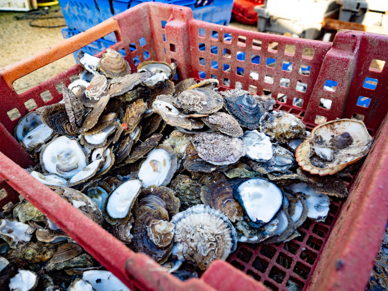 Image: Oysters are harvested in West Mersea, Essex.