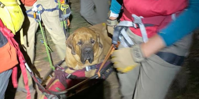 A 190-pound mastiff named Floyd needed help from rescue workers after getting injured on a hiking trail in Salt Lake City. 