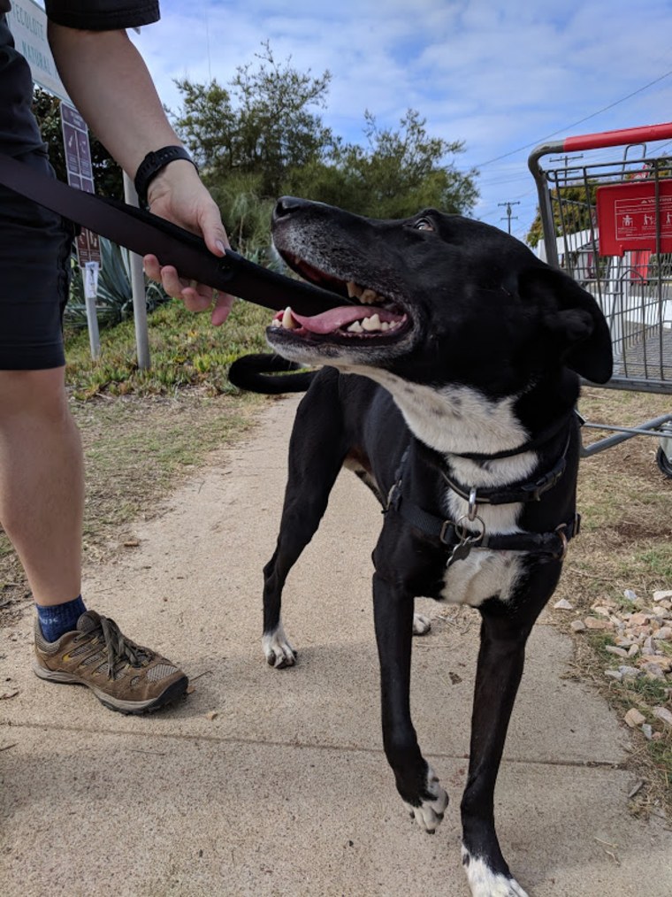 Doctor smiles at his owners after being found.