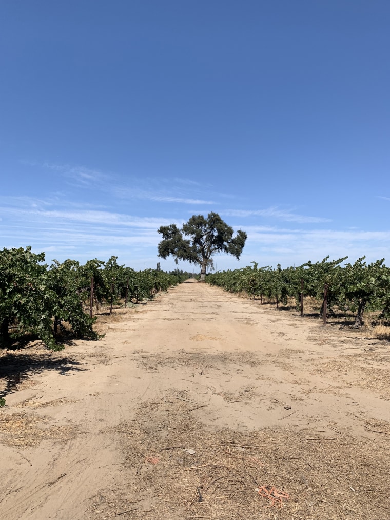 A century-old oak tree in the center of the vineyard gave the wine its name. 