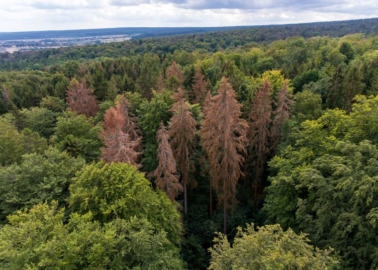 Image: East Germany's Hainich forest, Sept. 5, 2019.