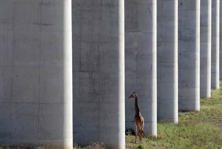 Image: A giraffe walks near the elevated railway line that allows movement of animals below the Standard Gauge Railway line linking Nairobi and Naivasha inside the Nairobi national park in Nairobi