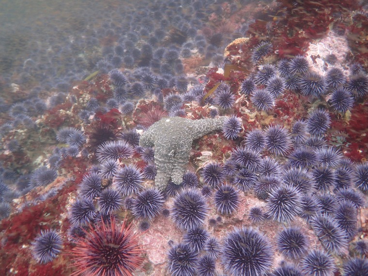 Image: Urchin Barren and Bare Rock