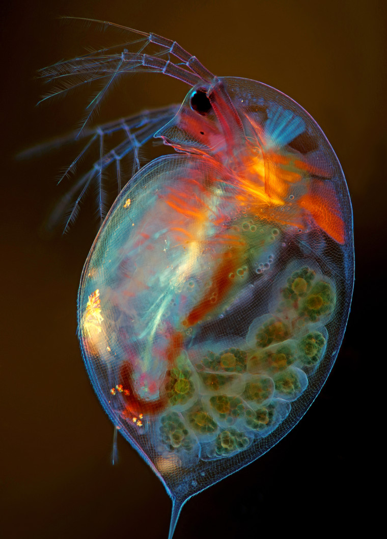 Image: Pregnant Daphnia magna (small planktonic crustacean)