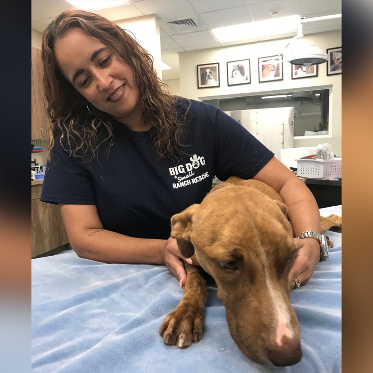 Miracle is making an arduous recovery at Big Dog Ranch Rescue in Florida after being saved from the rubble of Hurricane Dorian in the Bahamas. 