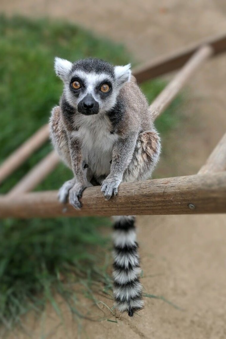 This May 2019 photo provided by the Santa Ana Zoo, shows 32-year-old Isaac, the oldest captive ring-tailed lemur in North America, in Santa Ana, Calif. Aquinas Kasbar, 19, of Newport Beach, Calif., who admitted stealing a ring-tailed lemur from a Southern California zoo, was sentenced to three months in federal prison Monday, Oct. 28, 2019.