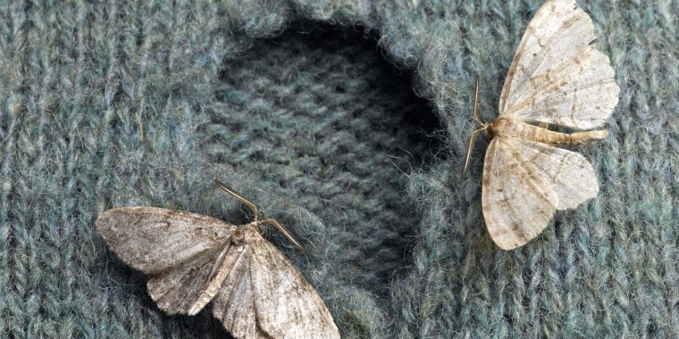 Why has my home been overrun by pantry moths and how do I get rid of them?  An expert explains