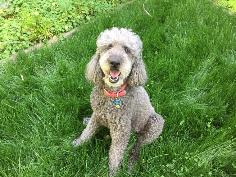 A standard poodle named Amy smiles.