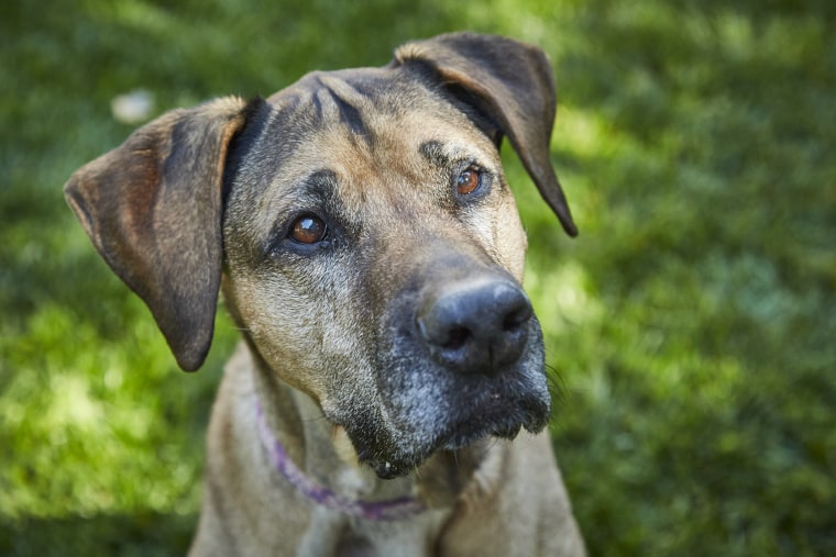 A mastiff mix gazes solemnly.