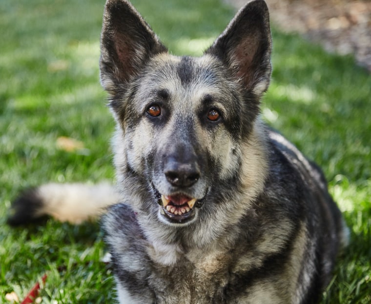 A German shepherd named Sara permanently lives at Lily's Legacy.