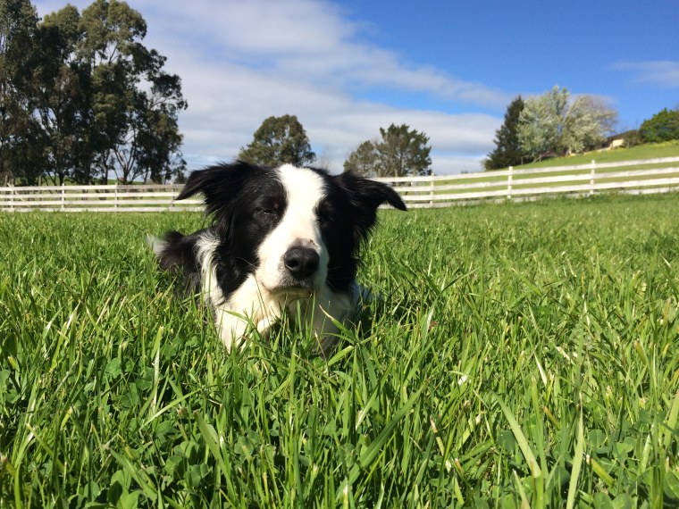 A border collie named Charley lies in grass.