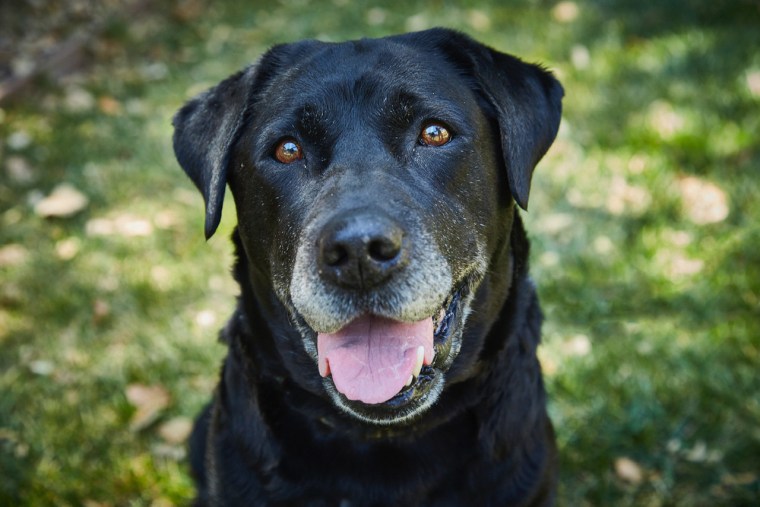 A black Lab with a grey muzzle grins for the camera.