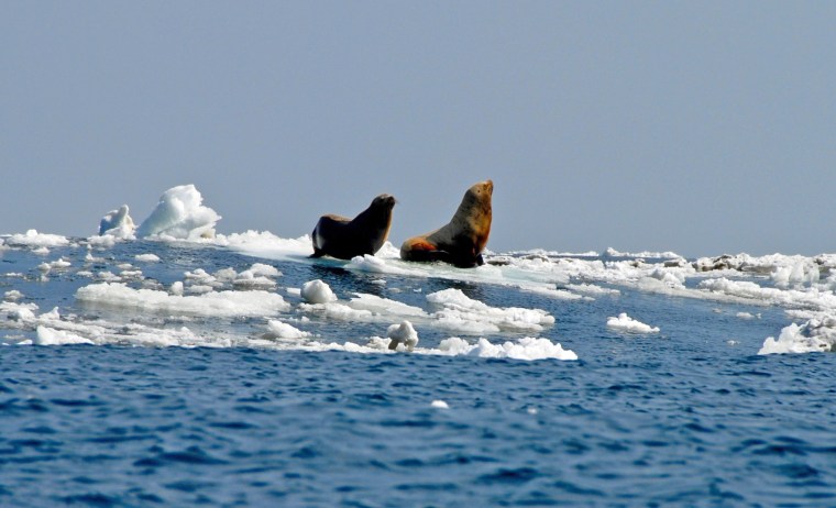Image: Sea lions
