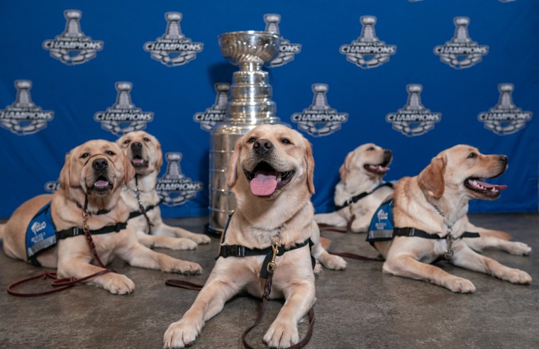 The St. Louis Blues are puppy-raising Barclay, who one day will serve as a facility or support dog for a person with disabilities. Some suspect the dog is a lucky charm for the hockey team, which won its first Stanley Cup in June 2019.