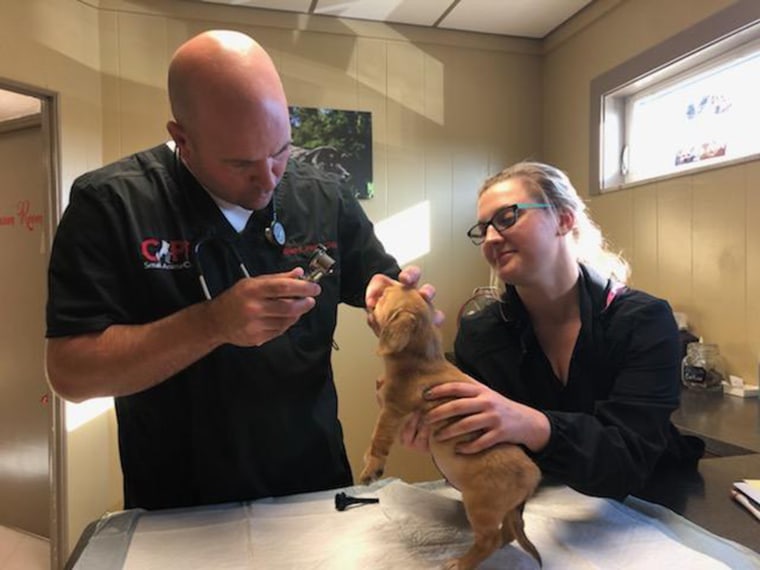 Dr. Brian Heuring, a Missouri veterinarian, examined Narwhal and found that the growth on his face is all skin and does not affect the dog in any negative way. 